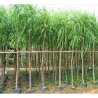 河北垂柳河北速生柳河北黃柳河北金絲柳河北柳樹各種柳樹