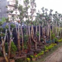 信宜市文昌花木場四季杜鵑紅山茶花,本地木棉,細(xì)葉欖仁