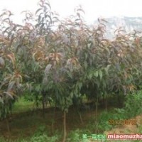 出售3-5公分碧桃、5-13公分黑松