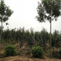 出售復(fù)葉槭