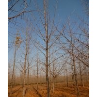 供應(yīng)銀杏樹，優(yōu)質(zhì)銀杏苗木，隨挖隨選