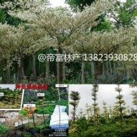 錦葉欖仁,花葉欖仁種苗農(nóng)戶價(jià)直發(fā)