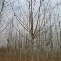 15公分法桐 15公分法桐價(jià)格 15公分法桐樹(shù)