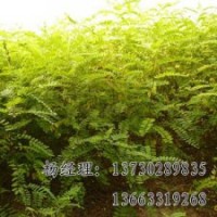 火炬樹長期供應(yīng)，河北火炬樹廠家