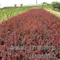 朝鮮槐長期低價供應(yīng)，河北朝鮮槐廠家