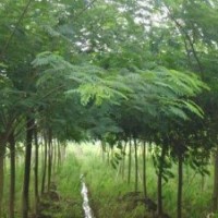 12公分合歡 12公分合歡樹 12公分合歡價格