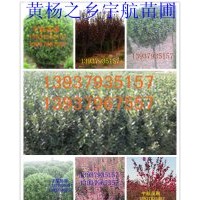 售大葉黃楊；大葉黃楊球