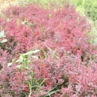 山東臻樟園林大量種植紅葉碧桃/優(yōu)質(zhì)的紅葉碧桃/紅葉碧桃苗木