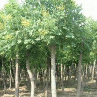 20公分香樟價(jià)格