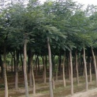 供應(yīng)1公分-25公分國槐