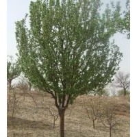 地徑15公分八棱海棠