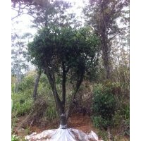 供應原生高檔山茶花樹,紅花茶樹,嫁接山茶樹!