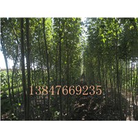 供應(yīng)新疆楊，側(cè)柏苗，沙柳苗等