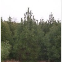 白皮松 油松 核桃苗 白皮松價(jià)格