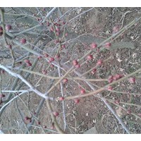 江蘇紅梅幼苗工程苗銷售