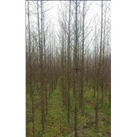 供應(yīng)池杉大苗（綠化工程苗）