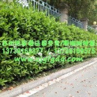法國(guó)冬青/珊瑚樹價(jià)格優(yōu)惠-張家港--法國(guó)冬青種植基地