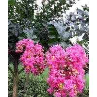 四川紫薇基地成都紫薇出售溫江紫薇正宗成都溫江紫薇