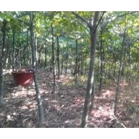 發(fā)財(cái)樹(shù)6-7