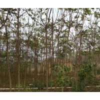 供應(yīng)麻楝地苗3-5cm