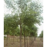 6公分白蠟樹(shù)價(jià)格全網(wǎng)裸根定桿貨源充足