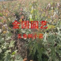 耐寒五角楓小苗價格江蘇五角楓苗低價銷售