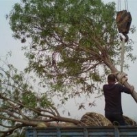 12公分國槐樹價格