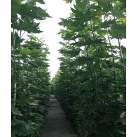 苗木新疆楊,紅柳苗,柳樹