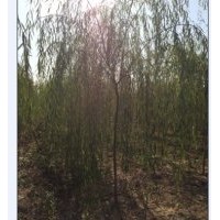 哪里有垂柳，山東垂柳