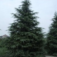 1.5米-2.5米雪松價(jià)格最新行情，南京大量1.5米-2.5米雪松供應(yīng)