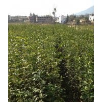 供應(yīng)八月桂、四季桂