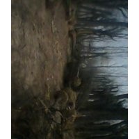 紫葉李、白蠟、法桐、國槐