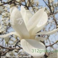 供應(yīng)白玉蘭、紫玉蘭、黃玉蘭、廣玉蘭、欒樹、法桐2