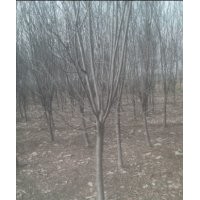 各地區(qū)合歡苗木價(jià)格