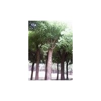 23公分、28公分國槐價(jià)格