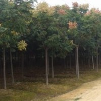 供應欒樹苗 欒樹苗木價格 欒樹苗批發(fā)