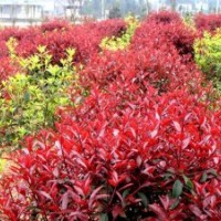 供應(yīng)地徑5、6公分獨(dú)桿紅葉石楠（冠幅1.5米左右）