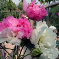 木芙蓉，芙蓉花，白芙蓉，紅芙蓉，粉芙蓉，木蓮，湖南木芙蓉價格