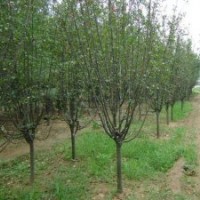 供應(yīng):西湖海棠,蜀檜,龍柏,大葉黃楊