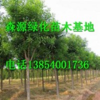 湖南哪里有7公分國槐價格-8公分國槐價格