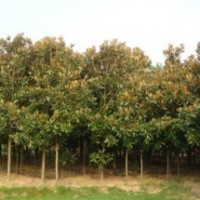 廣玉蘭基地|廣玉蘭報(bào)價(jià)|廣玉蘭供應(yīng)