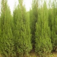 買蜀檜點這里！專供蜀檜苗，1.5米20元，2米35元（包裝車），需要