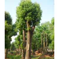 大量供應(yīng)各種規(guī)格的香樟