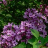 大量出售丁香綠化苗