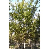 供應(yīng)20公分銀杏實(shí)生樹