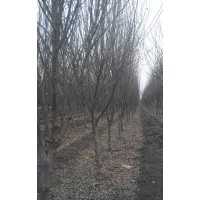 供應4-5公分木槿3-4黃櫨,4個紫葉李,紅王子錦帶