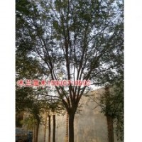 刺槐價(jià)格河北木蘭苗木種植基地