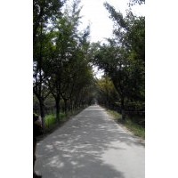 長期供應各種規(guī)格銀杏嫁接樹