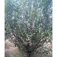 13-15公分京紅海棠樹