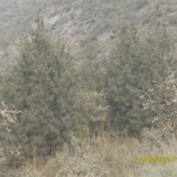 大量出售各種規(guī)格的白皮松，油松，茶條槭，蒙古櫟，五角楓